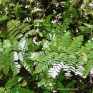 Athyrium arborescens.( Diplazium arborescens).athyriaceae.endémique Madagascar Comores Mascareignes. (1).jpeg